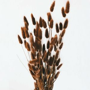 Natural Chocolate Brown Dried Bunny Tails